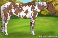 Horse Color:White Spotted Chestnut 