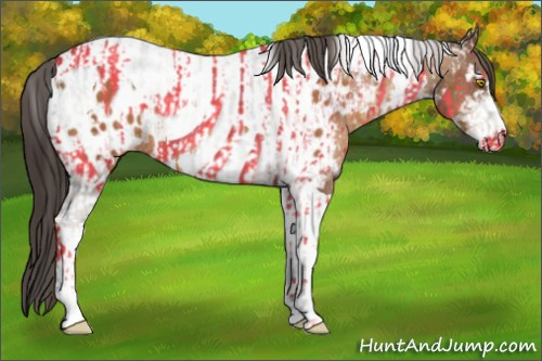 Horse Color:Amber Champagne Sabino Tobiano Appaloosa and Gray Amber Champagne Sabino Tobiano Appaloosa