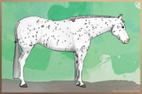 Horse Color:White Spotted Black Splash Tobiano Frame Appaloosa 