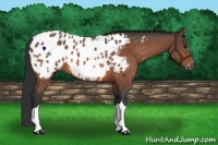 Horse Color:Bay Appaloosa 