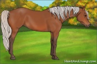 Horse Color:Silver Bay 