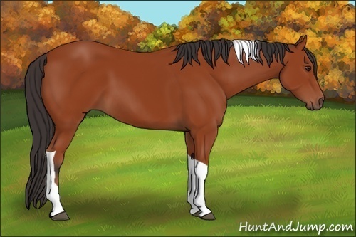Horse Color:Brown Tobiano 