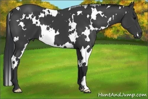 Horse Color:White Spotted Black Frame 