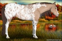 Horse Color:Amber Champagne Sabino Tobiano Appaloosa  and Amber Champagne Sabino Tobiano Appaloosa Rabicano 