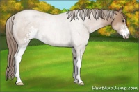 Horse Color:Blue Roan Pearl Sabino Rabicano