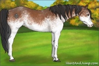 Horse Color:White Spotted Bay Sabino