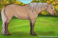 Horse Color:Silver Bay Dun 