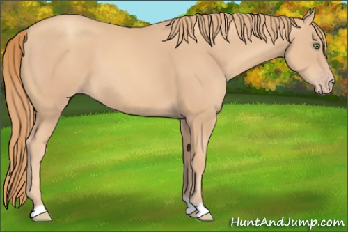 Horse Color:Gold Champagne 