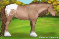 Horse Color:Brown Pearl Snowcap Rabicano 