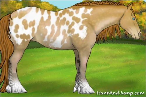 Horse Color:Buckskin Pearl Appaloosa 