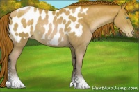 Horse Color:Buckskin Pearl Appaloosa 