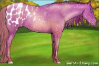 Horse Color:Chocolate Smoky Black Pearl Appaloosa