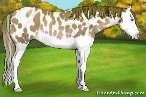 Horse Color:Black Pearl Splash Appaloosa Rabicano 