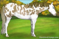 Horse Color:Black Pearl Splash Appaloosa Rabicano 