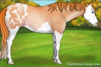 Horse Color:Buckskin Pearl Splash Blanket Rabicano