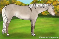 Horse Color:Liver Red Dun Rabicano