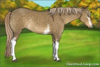 Horse Color:White Spotted Chocolate Palomino Dun Rabicano 