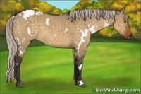 Horse Color:White Spotted Silver Buckskin Dun 