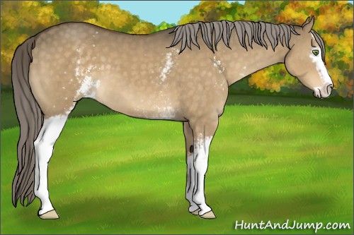Horse Color:White Spotted Chocolate Palomino Dun Sabino 