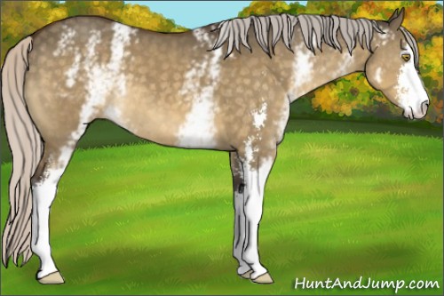 Horse Color:White Spotted Silver Buckskin Dun Sabino 