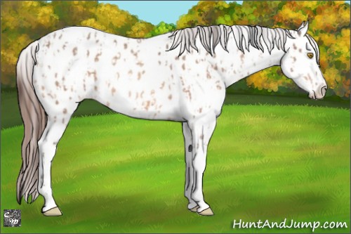 Horse Color:Amber Champagne Sabino Tobiano Appaloosa and Amber Champagne Sabino Tobiano Appaloosa