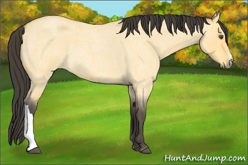 Horse Color:Buckskin Roan Dun 