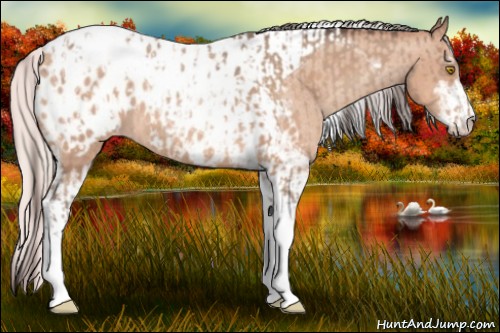Horse Color:Amber Champagne Sabino Tobiano Appaloosa  and Silver Amber Champagne Sabino Tobiano Appaloosa 