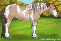 Horse Color:Amber Champagne Sabino Tobiano Appaloosa and Amber Champagne Sabino Tobiano Appaloosa
