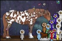 Horse Color:Liver Chestnut Tobiano Appaloosa Rabicano
