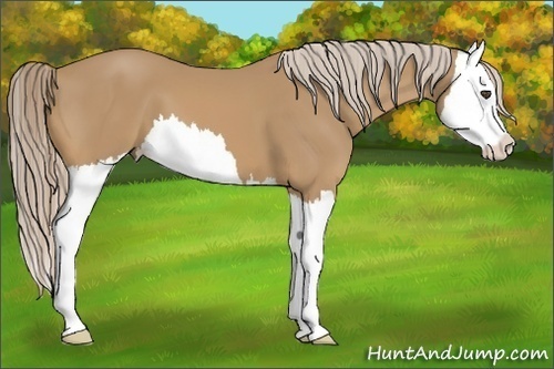 Horse Color:Palomino Splash 