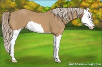 Horse Color:Palomino Splash 