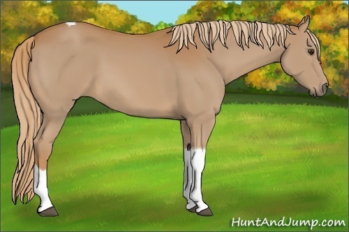 Horse Color:Chestnut Tobiano 