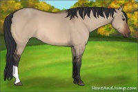 Horse Color:Bay Dun