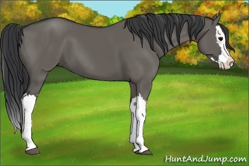 Horse Color:Grullo Splash 