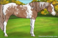 Horse Color:Chestnut Splash Tobiano