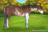 Horse Color:Bay Sabino 