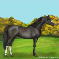 Horse Color:Smoky Black