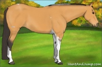 Horse Color:Buckskin Tobiano