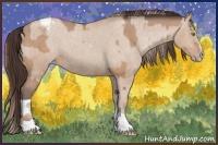 Horse Color:Amber Champagne Sabino Tobiano Appaloosa and Amber Champagne Sabino Tobiano Appaloosa