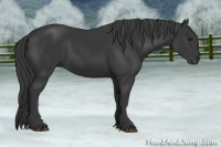 Horse Color:Black 
