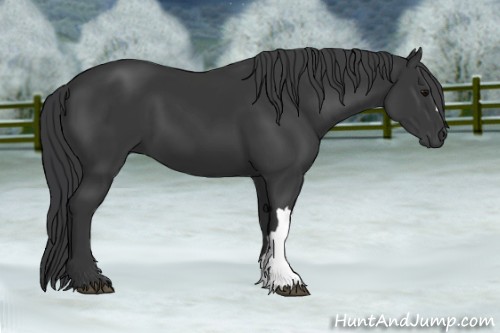 Horse Color:Black 