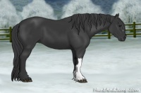 Horse Color:Black 
