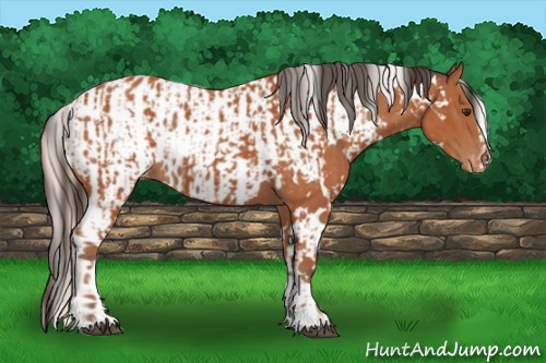 Horse Color:White Spotted Silver Bay Splash  and White Spotted Bay Appaloosa 