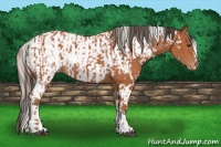 Horse Color:White Spotted Silver Bay Splash and White Spotted Bay Appaloosa