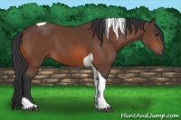 Horse Color:Bay Tobiano 