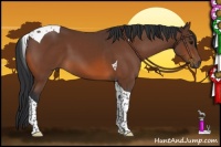 Horse Color:Bay Tobiano 