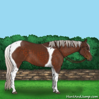 Horse Color:Silver Brown Tobiano 