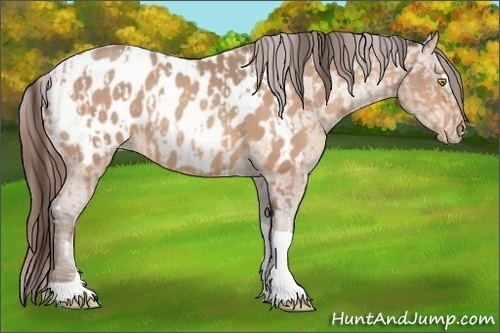 Horse Color:Amber Champagne Sabino Tobiano Appaloosa  and Amber Champagne Sabino Tobiano Appaloosa 