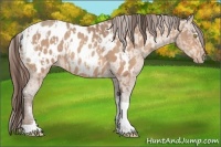 Horse Color:Amber Champagne Sabino Tobiano Appaloosa  and Amber Champagne Sabino Tobiano Appaloosa 