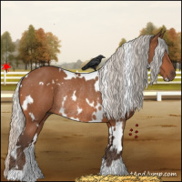 Horse Color:White Spotted Silver Bay Rabicano 